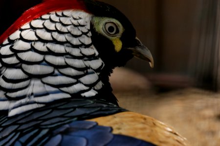 Beak Fauna Feather Bird