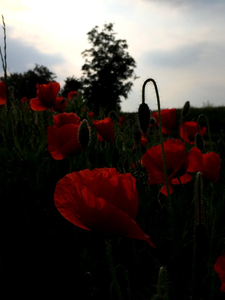 Flower Wildflower Poppy Coquelicot