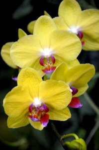 Flower Flowering Plant Yellow Flora
