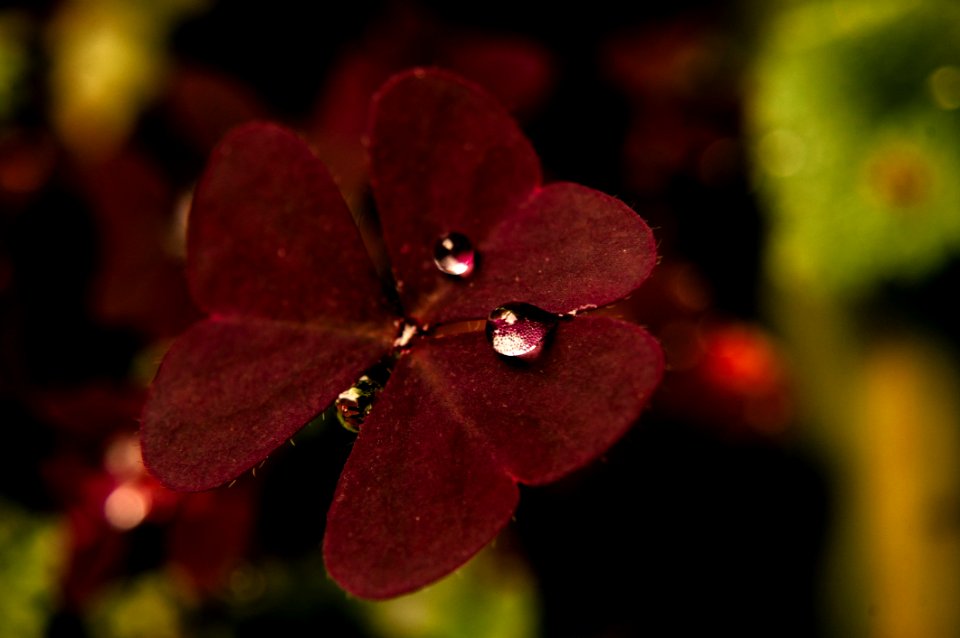 Flora Flower Pink Macro Photography