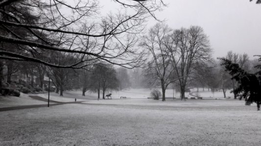 Winter Snow Tree Black And White photo