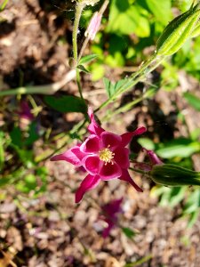 Plant Flora Flower Flowering Plant