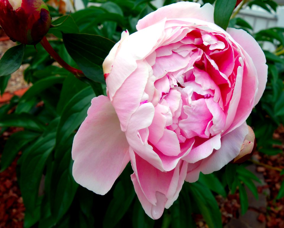 Flower Plant Flowering Plant Pink