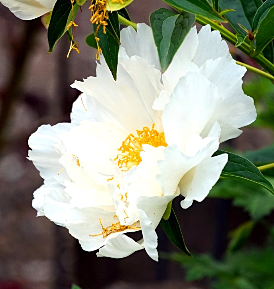 Flower White Plant Flowering Plant