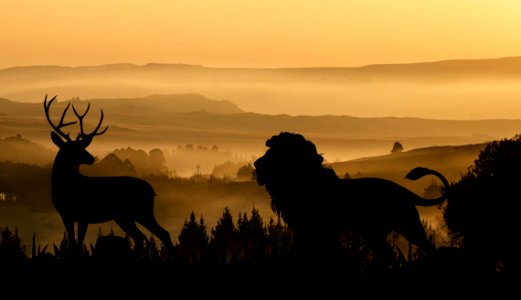 Wildlife Sky Silhouette Fauna