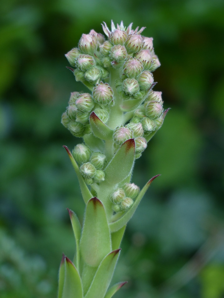 Green houseleek plant