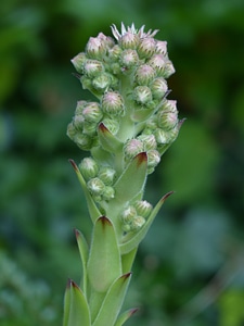 Green houseleek plant