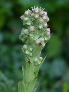 Green houseleek plant photo