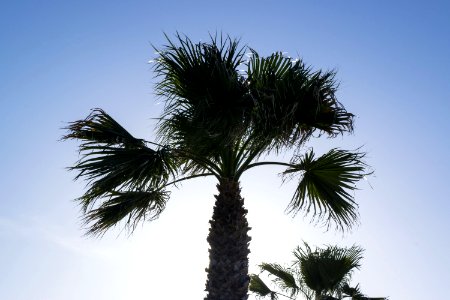 Tree Sky Borassus Flabellifer Palm Tree photo