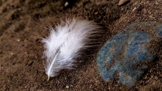 Fauna Feather Snout Wildlife