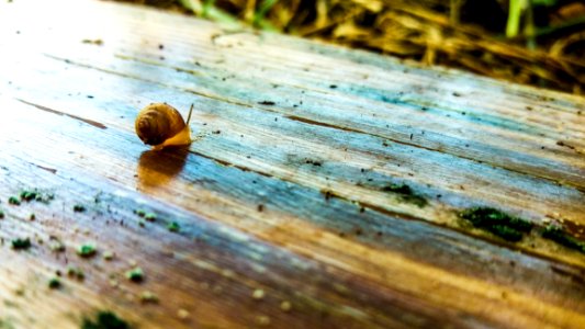 Snail Snails And Slugs Invertebrate Leaf
