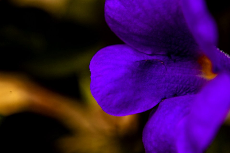 Flower Violet Flora Purple