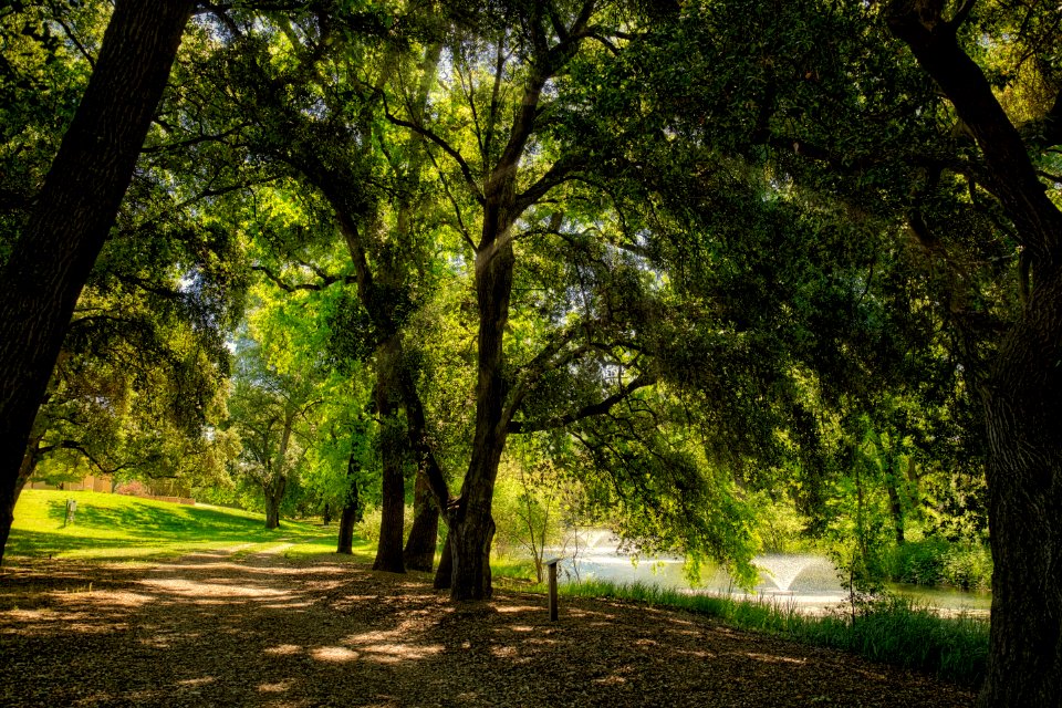 Nature Woodland Ecosystem Tree