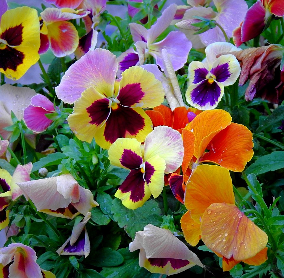 Flower Plant Flowering Plant Pansy photo