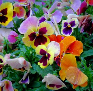Flower Plant Flowering Plant Pansy photo