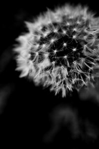 Flower Black And White Black Nature