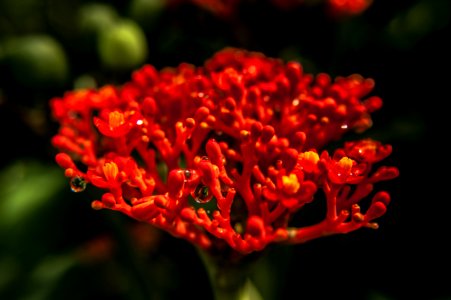 Flower Plant Petal Annual Plant