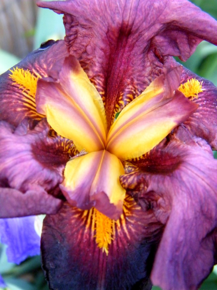 Flower Plant Flowering Plant Purple