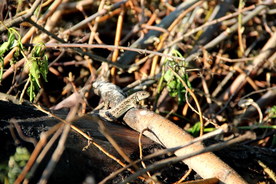 Reptile Fauna Scaled Reptile Organism