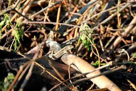 Reptile Fauna Scaled Reptile Organism