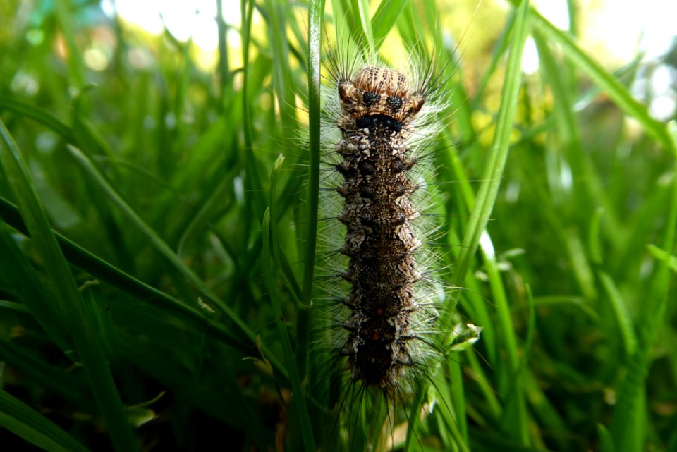 Caterpillar Larva Insect Invertebrate