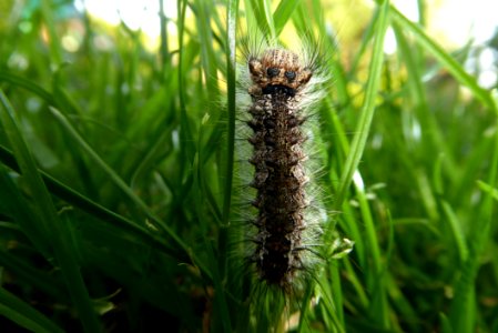 Caterpillar Larva Insect Invertebrate