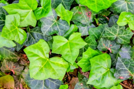 Plant Leaf Flora Ivy photo