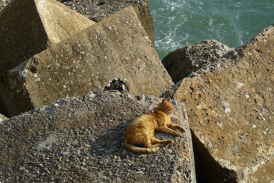 Domestic cat animal world rest