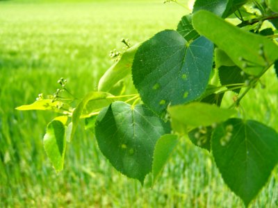 Leaf Agriculture Grass Plant
