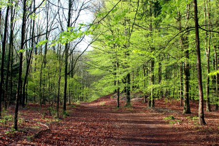 Woodland Path Ecosystem Forest