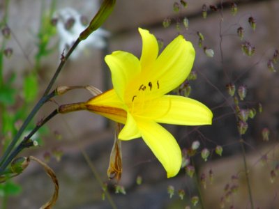 Flower Flora Yellow Plant