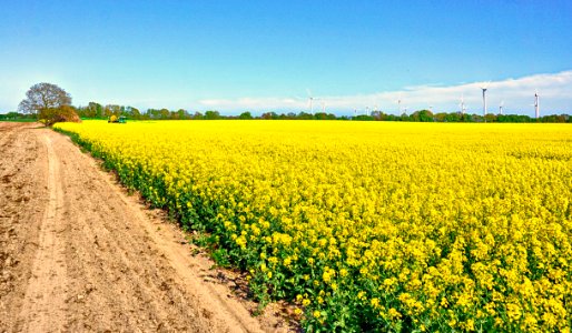 Yellow Rapeseed Field Canola
