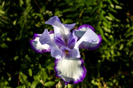 Flower Plant Flora Flowering Plant