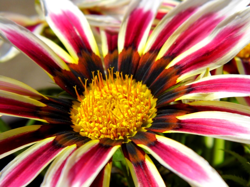 Flower Plant Flora Close Up
