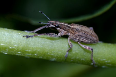 Insect Macro Photography Fauna Weevil photo