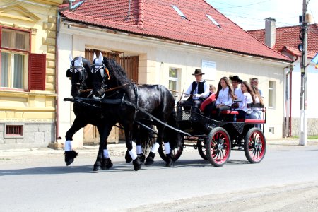 Carriage Horse And Buggy Horse Harness Wagon photo