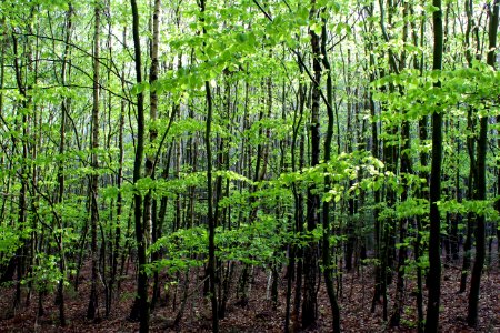 Ecosystem Vegetation Forest Temperate Broadleaf And Mixed Forest