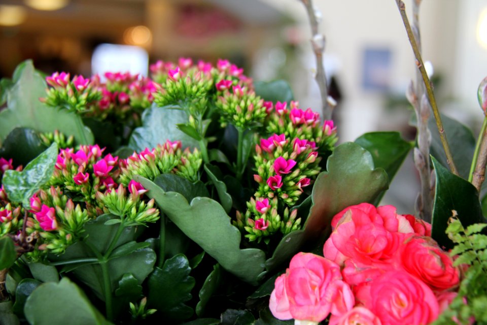 Flower Plant Floristry Flowering Plant