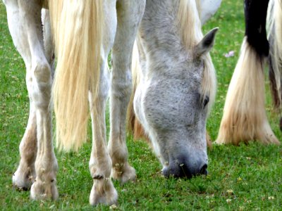 Horse Fauna Mane Grazing