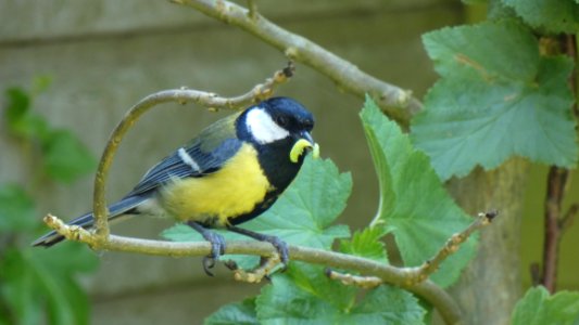 Bird Fauna Beak Finch photo