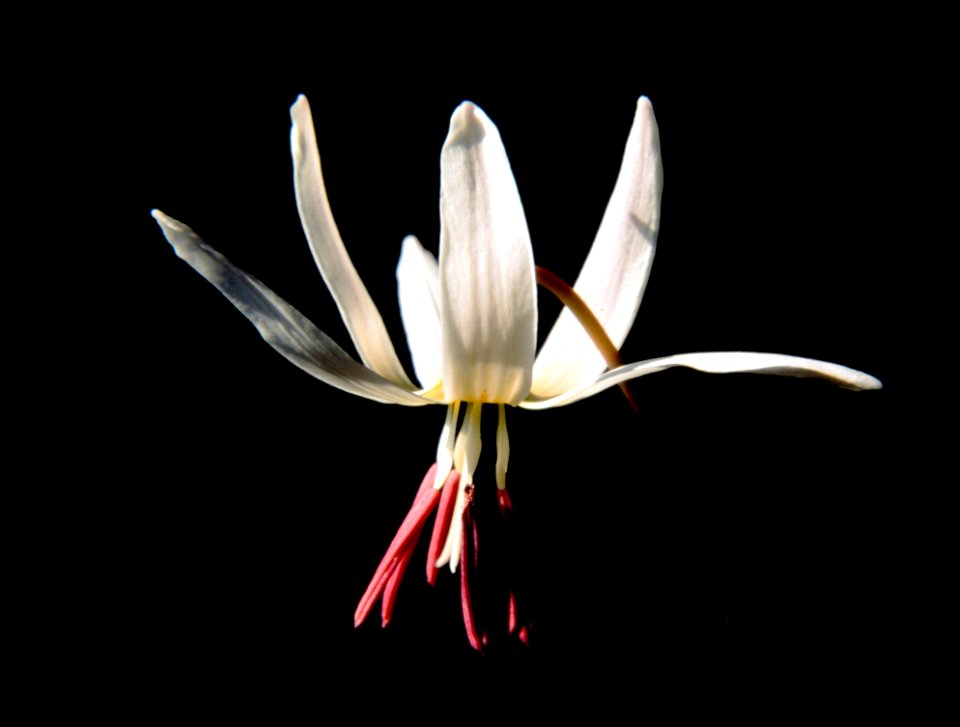 Flower White Plant Flora