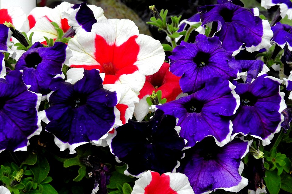 Flower Plant Purple Violet
