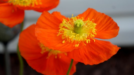 Flower Orange Yellow Wildflower