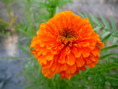 Flower Flora Wildflower Calendula