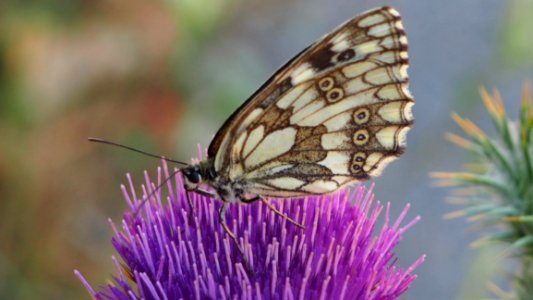 Butterfly Moths And Butterflies Insect Brush Footed Butterfly
