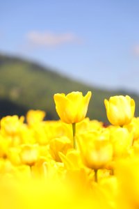 Flower Yellow Flowering Plant Wildflower