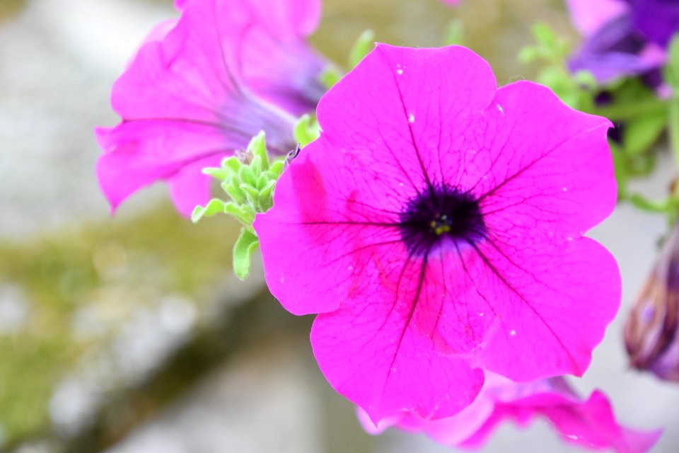 Flower Pink Flora Plant