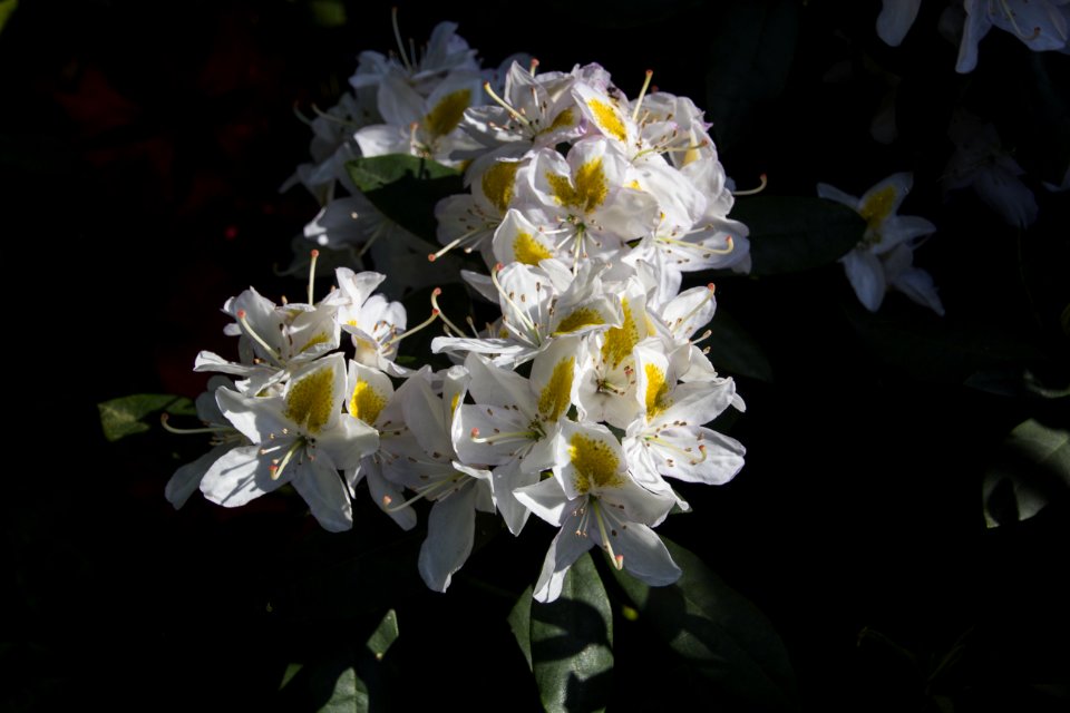 Plant Flower White Flora