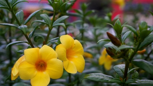 Flower Yellow Plant Flora