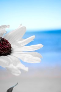Flower Sky Water Sea